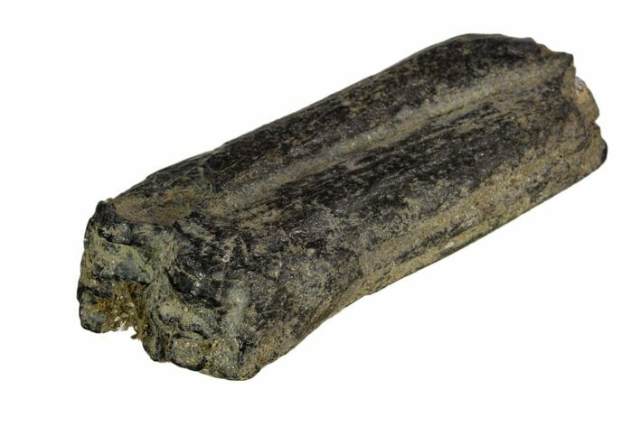 Pleistocene Aged Fossil Horse Tooth - Florida #123228